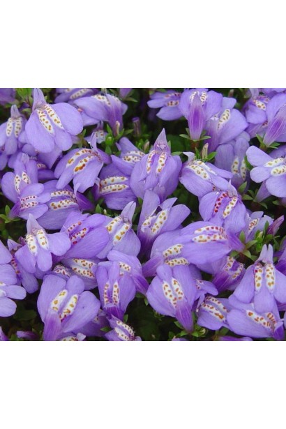 Mazus reptans обильное цветение фиолетовых цветов